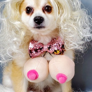 Blond wig for small pet /Halloween costume for pet /Halloween dog costume /Costume for pet /
