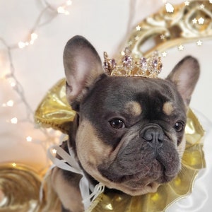 Gold color Crown   for dog or cat /Princess dog crown / Crown for dog /Princess crown/
