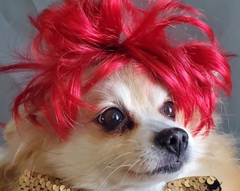 May include: A small white dog with red hair and a gold sequined bow tie.