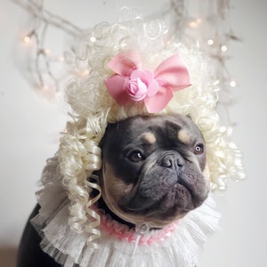 Pet  Marie Antoinette   wig blond  color  for dog / Halloween pet wig / Costume wig  for dogs /Dog costume #