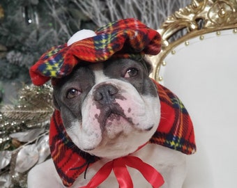 May include: A white French bulldog wearing a red and black plaid Santa hat and matching cape with a red ribbon and white pom-pom.