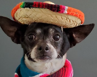 Set  sombrero hat  and bandanna scarf     for dog or cat/ Halloween pet costume/