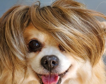 Cute pet   wig  for dog or cat / Pet wig / Halloween wig for pets/Costume for dogs /Costume for cats /