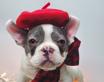 May include: A white and gray French Bulldog puppy wearing a red beret and a red and black plaid bow tie. The puppy is sitting on a fluffy white surface, with a string of lights in the background.