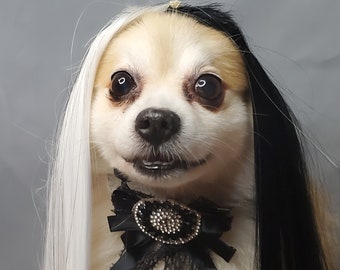 black wig on white dog