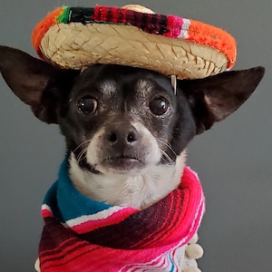 Set  sombrero hat  and bandanna scarf     for dog or cat/ Halloween pet costume/