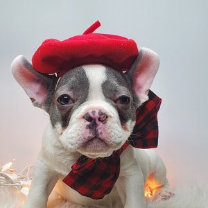 Beret  hat red color  for dog or cat /  Small animal  beret /