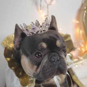 Gold color Crown   for dog or cat /Princess dog crown / Crown for dog /Princess crown/Dog costume/