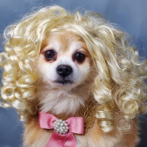 Pet   wig blond  color  for dog or cat/Halloween dog wig /Halloween costume dog wig /Dog costume/