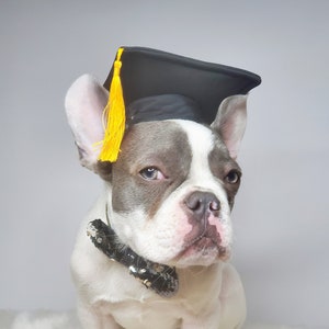 Chapeau de remise des diplômes pour chien/Chapeau de remise des diplômes chat/Chapeau de remise des diplômes pour petit animal/ image 1