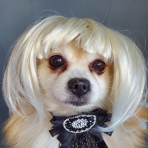 May include: A small, white dog wearing a blonde wig and a black lace bow with a rhinestone embellishment.