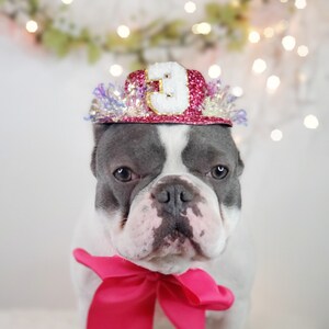 Ensemble joyeux anniversaire avec bonnet et noeud papillon pour chien ou chat /Ensemble joyeux anniversaire/