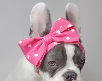 May include: A white and grey French bulldog puppy wearing a pink polka dot bow.