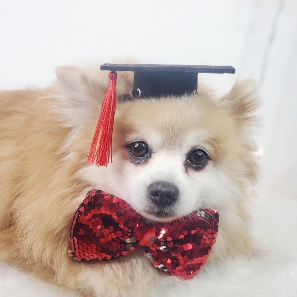 Black color Graduation pet hat  for small size dogs/   Graduation dog hat/
