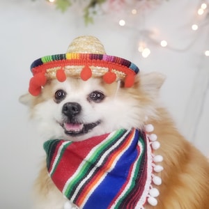 Set  sombrero hat  and bandanna scarf     for dog or cat/ Halloween pet costume/