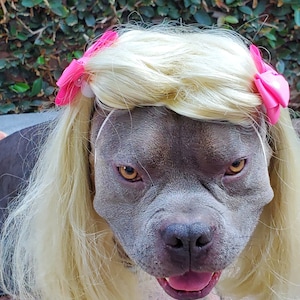 Dog halloween costumes xxl shop