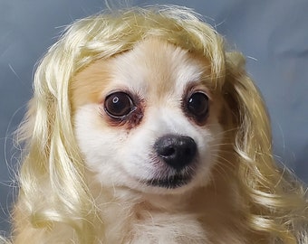 Blonde mullet wig   Pet   wig  blond     color  for dog or cat / Dog costume / Pet costume / Cat costume /