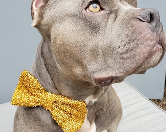Bow tie gold color  // Dog Halloween Bow //  Dog Neck Tie || Pet Bow Tie || Dog Clothes