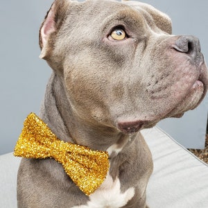 Bow tie gold color  // Dog Halloween Bow //  Dog Neck Tie || Pet Bow Tie || Dog Clothes