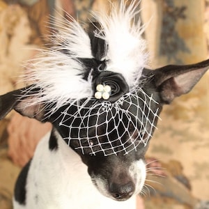 Cute black  color  mini  hat for dog or cat  /Hat for dogs /Hat for cats / Costume for small pet /
