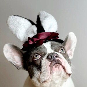 Set for your pet Easter Bunny hat  and bow set for dog or cat