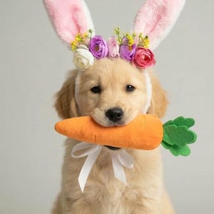 May include: A golden retriever puppy wearing a bunny ear headband with a floral crown and holding an orange carrot. The puppy has a white ribbon tied around its neck. The background is a solid light gray.