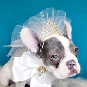 Set Veil and bow /Veil for pet/ Cute bridal  veil  with white gold crown  for dog and cat