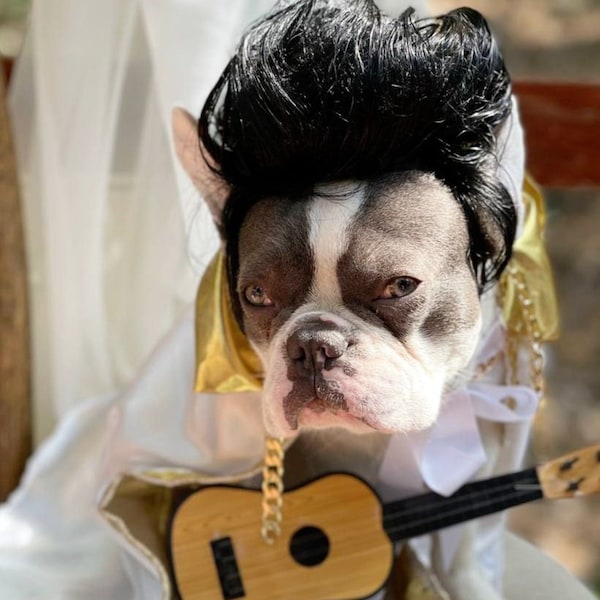 Peluca de Elvis / Linda peluca de color negro para tu mascota /Peluca de perro disfraz de Halloween/