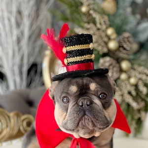 May include: A French bulldog wearing a black and gold top hat with a red feather and a red cape with white pom-poms.