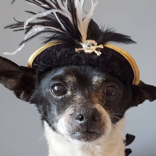 Pirate Hat for Dog or Cat With Feather Etsy