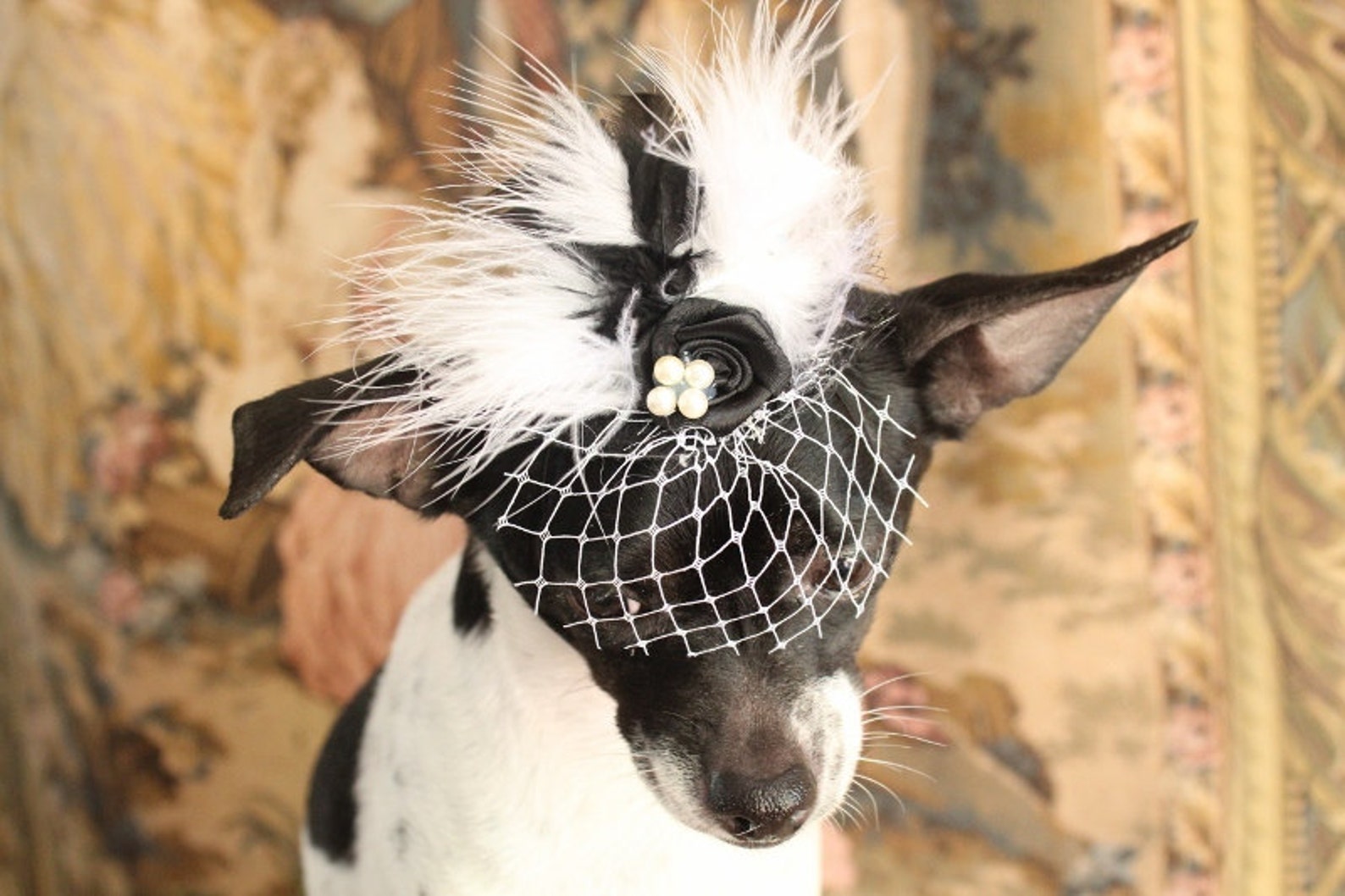 Cute Black Color Mini Hat for Dog or Cat /hat for Dogs /hat Etsy