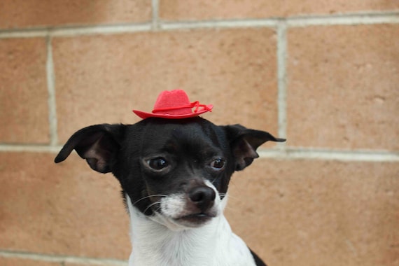 Mini sombrero color rojo para perro o gato / Disfraz -