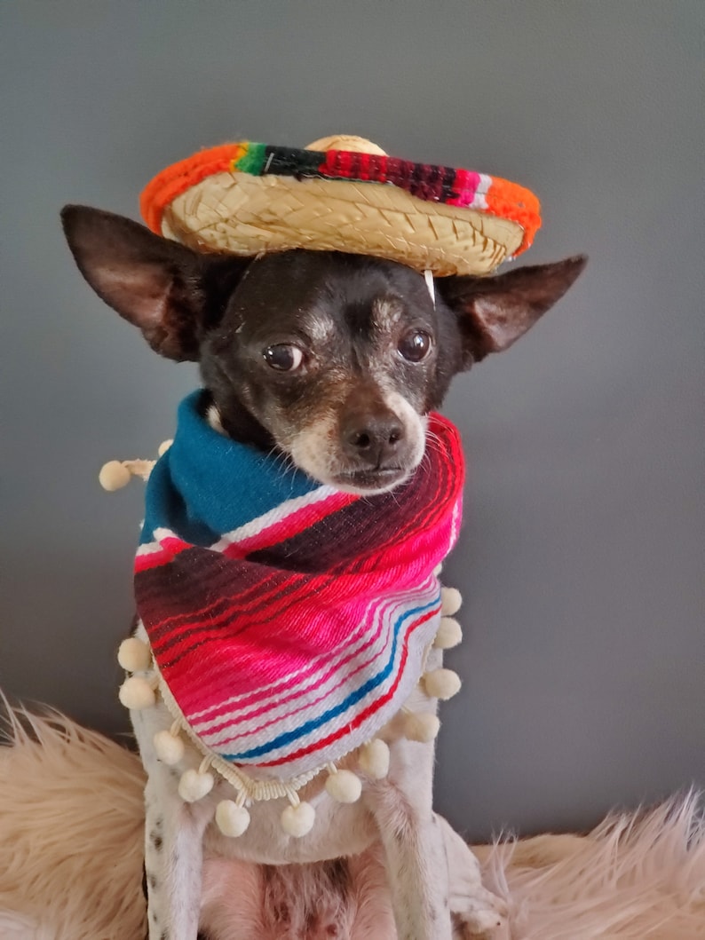 Set sombrero hat and bandanna scarf for dog or cat/ Halloween pet costume/ image 10