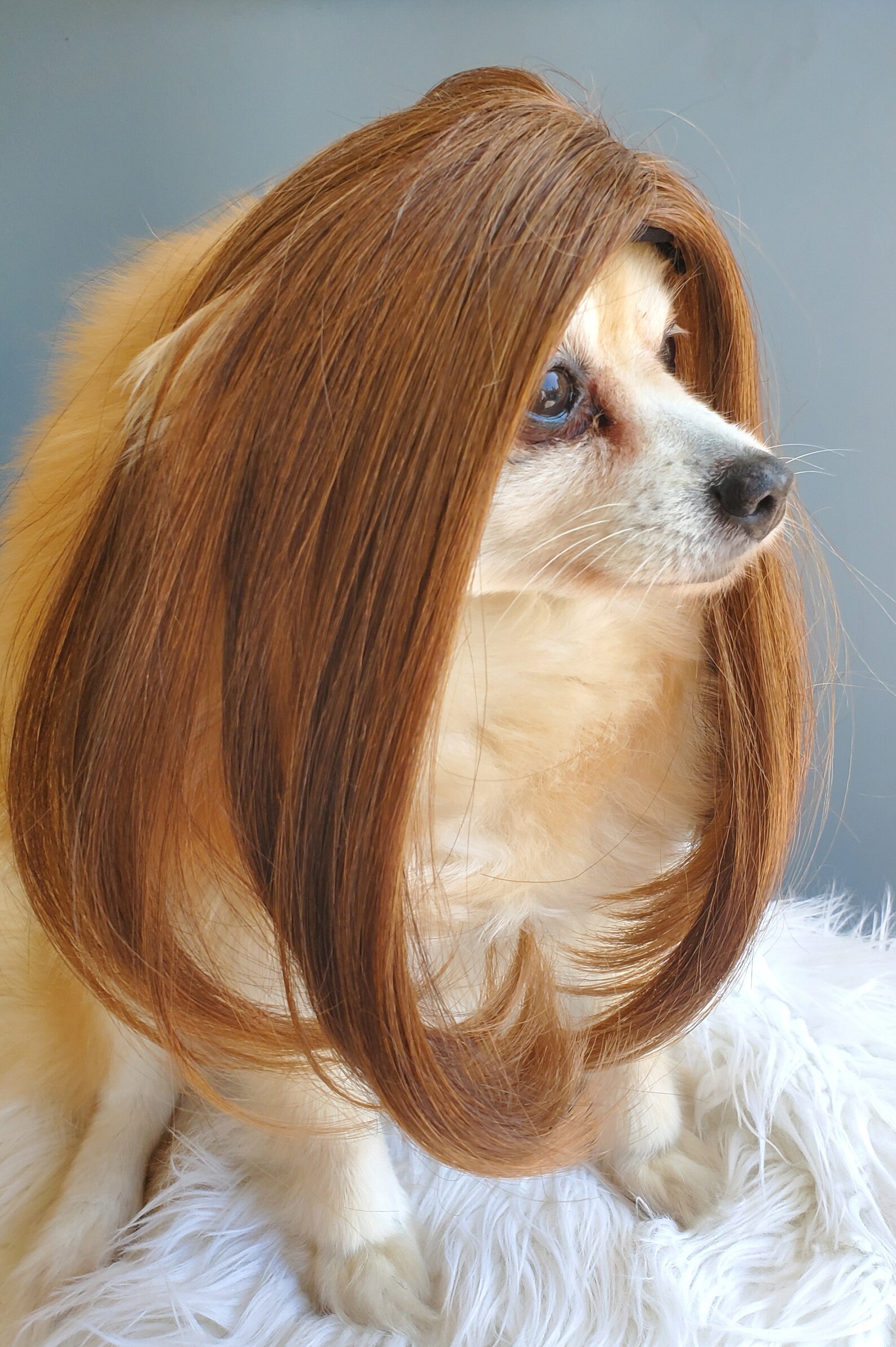 Cute pet wig for dog or cat / Halloween pet wig / Costume Etsy