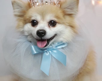 May include: A small, fluffy dog wearing a light blue tulle collar with a light blue satin bow and a gold crown with rhinestones.