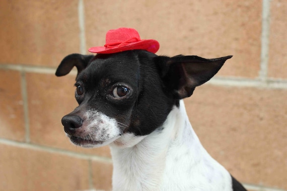 Little Dog Hat