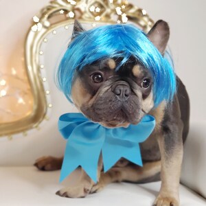 May include: A French Bulldog wearing a blue wig and a matching blue bow. The dog is sitting on a white surface, with a gold-colored chair in the background. The dog's fur is a mix of brown, black, and tan.