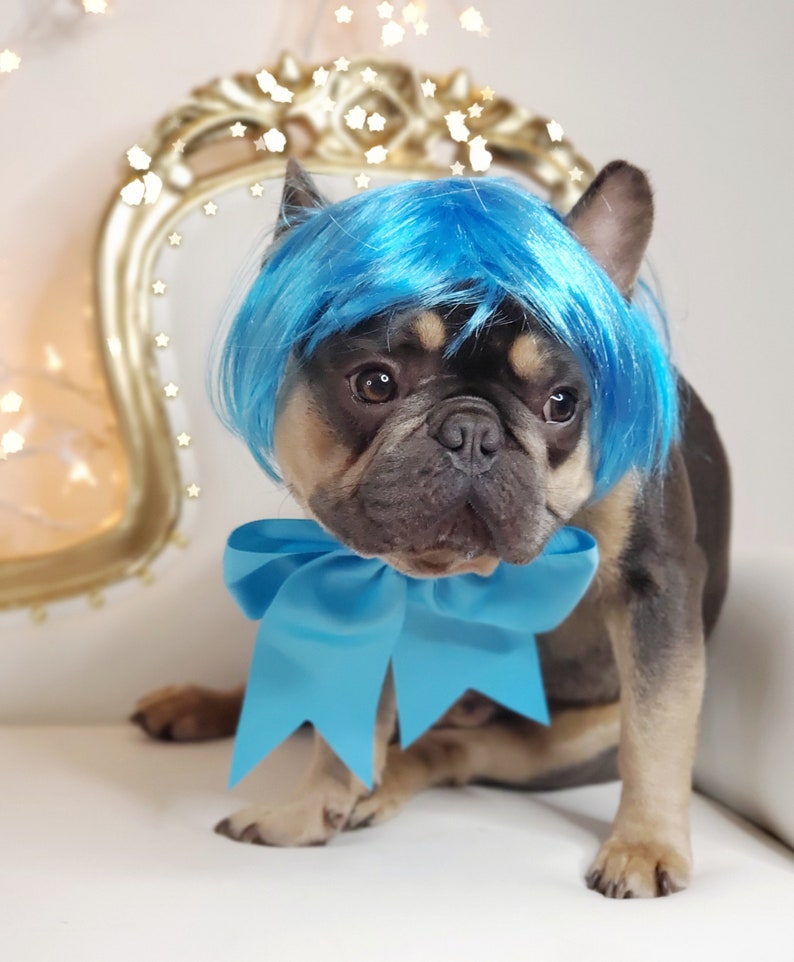May include: A French Bulldog wearing a blue wig and a matching blue bow. The dog is sitting on a white surface, with a gold-colored chair in the background. The dog's fur is a mix of brown, black, and tan.