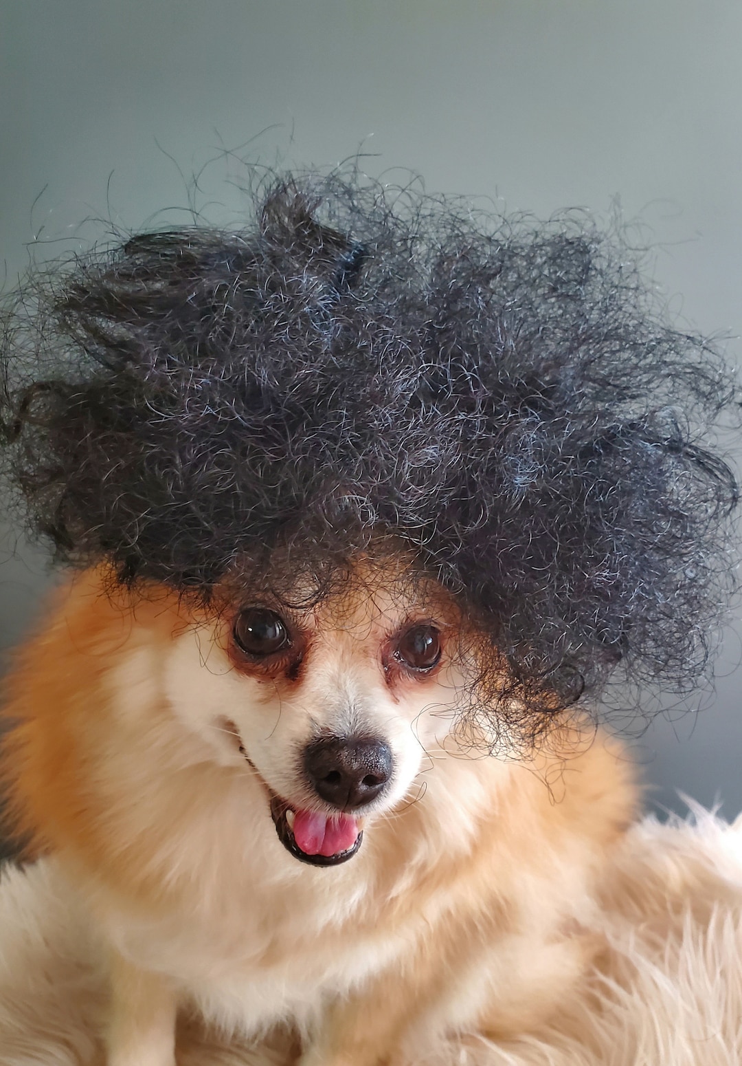 Cute Afro Wig Black Color for Your Pet/halloween Dog Wig/dog Costume