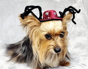 Spinne Haustierkostüm-Hut: Elegantes Halloween-Accessoire für kleine Hunde, Katzen