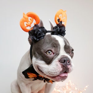 Beautiful headband and bow tie /Halloween costume/Dog costume / image 4