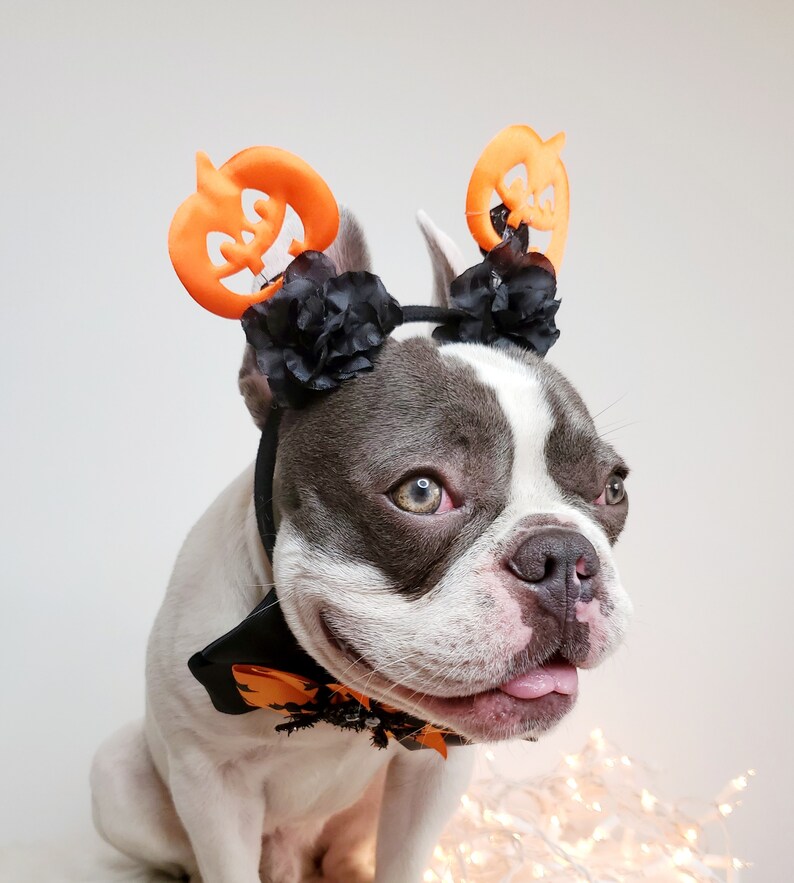 Beautiful headband and bow tie /Halloween costume/Dog costume / image 4