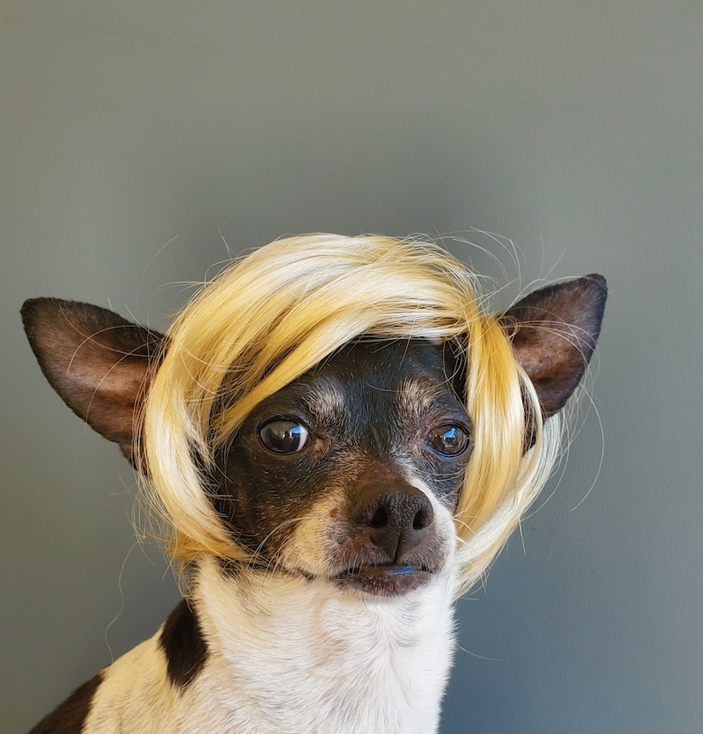 Pet wig blond color for dog or cat wig for pet Halloween pet wig Costume wig for dogs