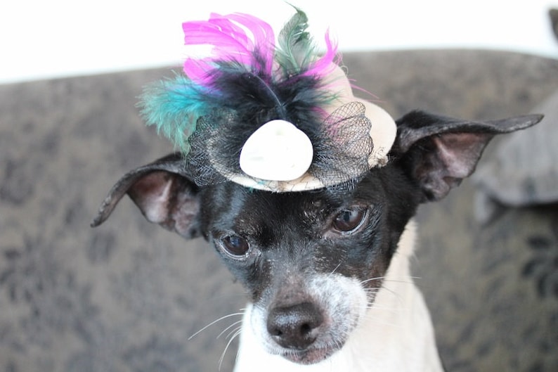 Cream color mini hat with feather and flowers for dog or cat