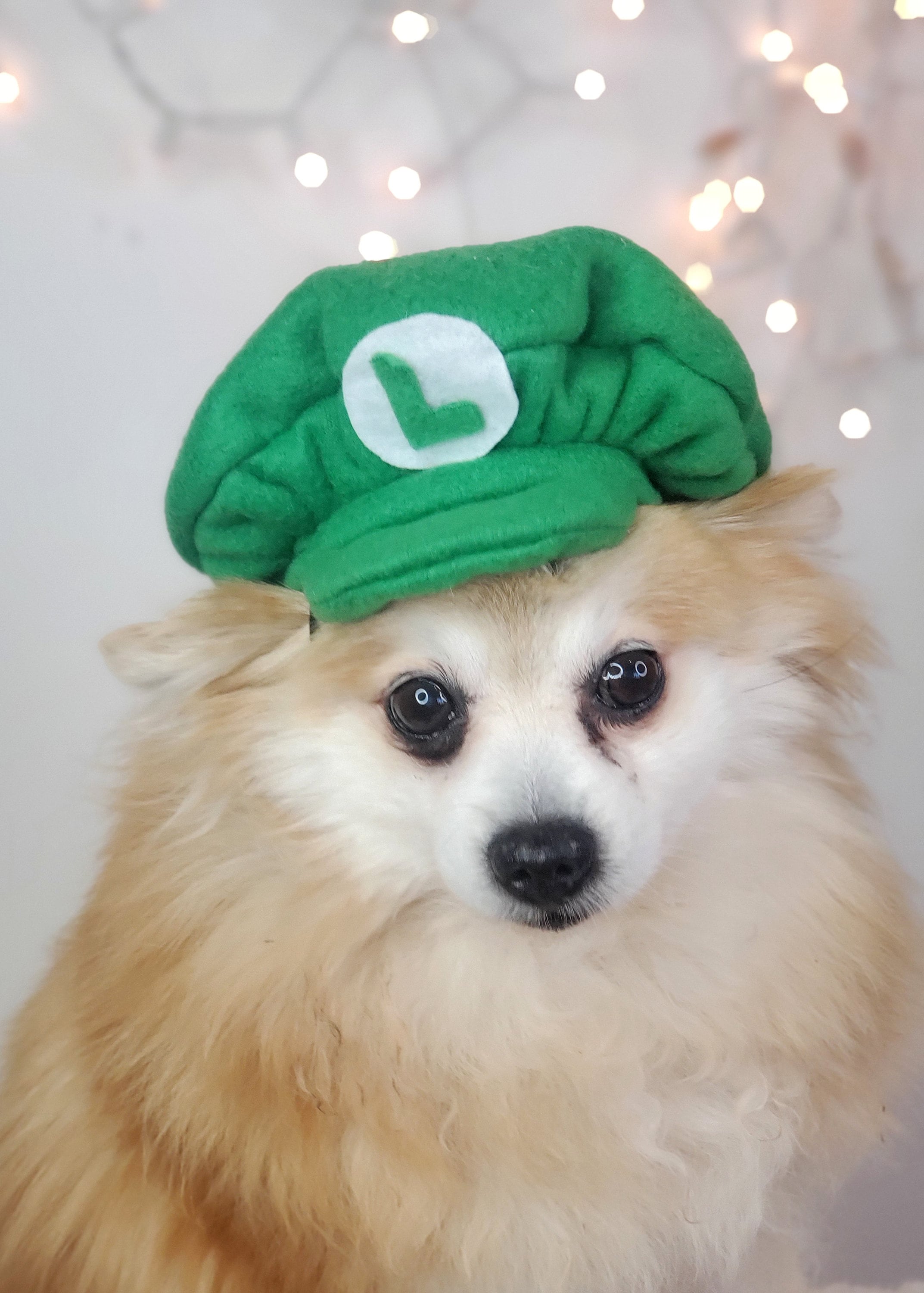 Luigi Dog Costume, Mario Kart Costume, Halloween Dog Costume, Costume for  Dogs 