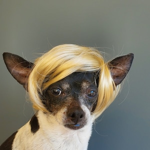 Pet Wig Blond Color for Dog or Cat / Wig for Pet /halloween Pet Wig ...