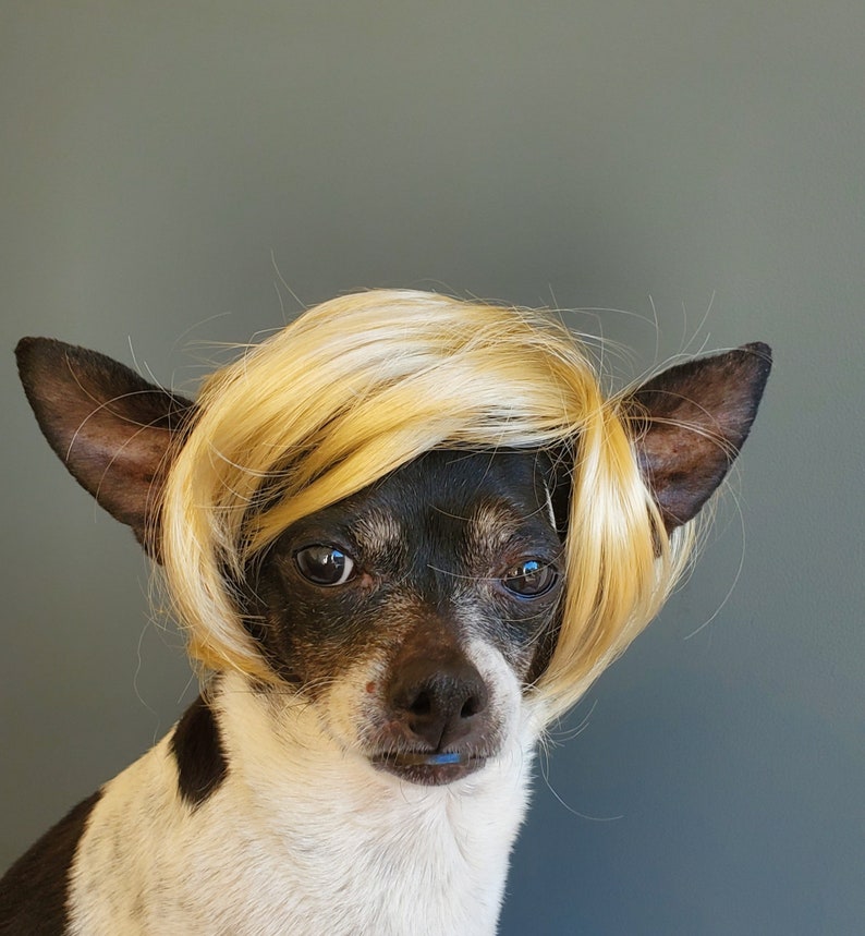 Pet wig blond color for dog or cat wig for pet Halloween pet wig Costume wig for dogs