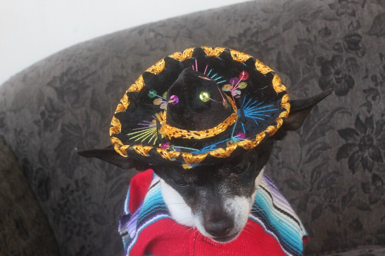 Cute Sombrero Hat for Dog or Cat. /halloween Pet | Etsy