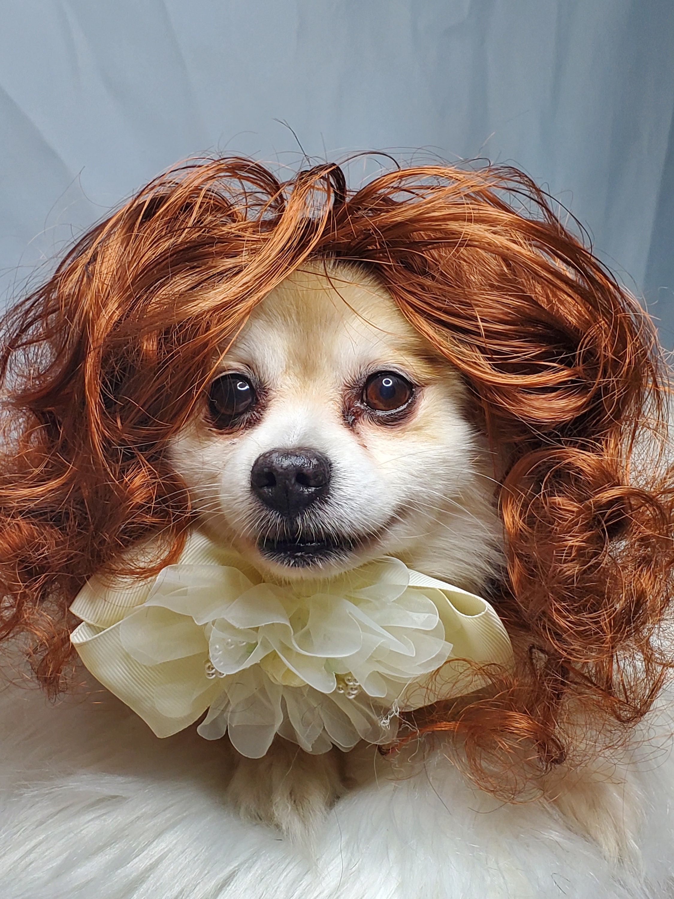 Buy Curly Dog Wig Online In India India