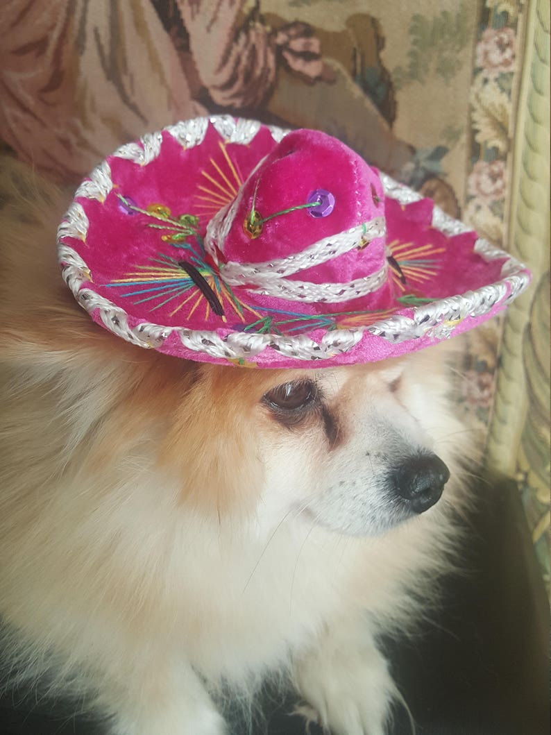 Cute sombrero hat for dog or cat image 1